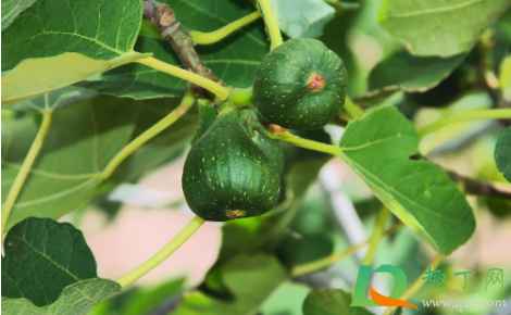 无花果干放二年了还能吃吗(干无花果放时间长了还能吃吗)