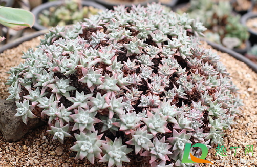 刚收到的白菊多肉要修根吗(白菊多肉根系长吗)