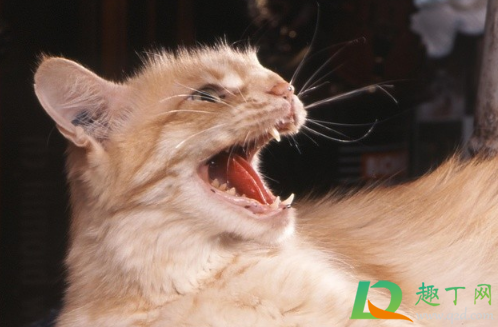 猫挠出血不打针有事吗(家养猫挠出血不打针有事吗) 猫挠出血不打针有事吗(家养猫挠出血不打针有事吗)