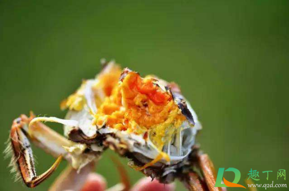 螃蟹蟹黄硬的好还是软的好(螃蟹蟹黄硬的和软的有什么区别) 螃蟹蟹黄硬的好还是软的好(螃蟹蟹黄硬的和软的有什么区别)