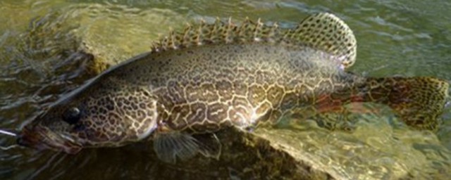 这样做可以专钓鲫鱼(钓鲫鱼)