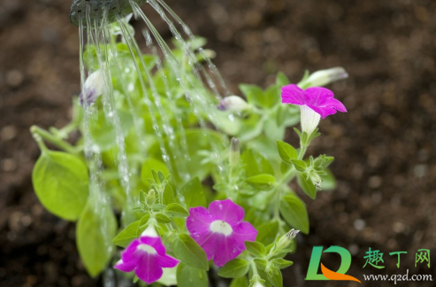 施肥烧根是什么样子(肥料严重烧根的样子)