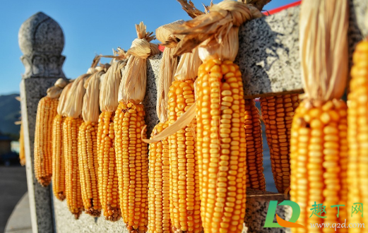 近期玉米还会涨价吗(今年的玉米价还会涨吗) 近期玉米还会涨价吗(今年的玉米价还会涨吗)