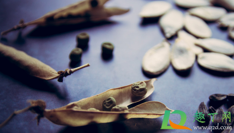 豆角种子浸泡多久最好(豆角种子催芽温水泡多久)