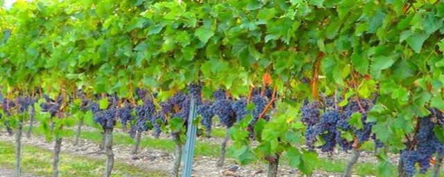 树葡萄种植与管理详细介绍(树葡萄种植技术与管理)