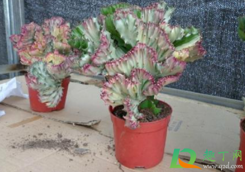 彩麒麟没有根能不能活(彩麒麟能自己生根吗)