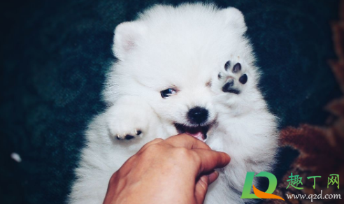 狗咬了没破皮没出血怎么办(自家狗狗咬了没破皮没出血怎么办)