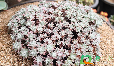 刚收到的白菊多肉怎么上盆(多肉白菊怎么养出状态)