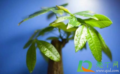 发财树叶子发黄脱落怎样挽救(水培发财树叶子发黄脱落怎样挽救)