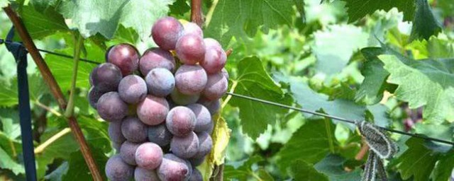 吃葡萄会上火么(请问吃葡萄会上火吗)