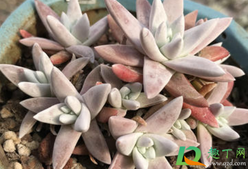 刚收到的白菊多肉怎么上盆(多肉白菊怎么养出状态)