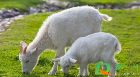 人得了布病没有性功能是真的吗(布病会导致性功能减退吗)