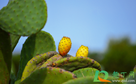 仙人掌烂根是水多了吗(仙人掌为什么烂根儿?)