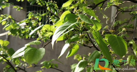 梨树黑叶怎么治(梨树叶发黑是什么病怎么治) 梨树黑叶怎么治(梨树叶发黑是什么病怎么治)