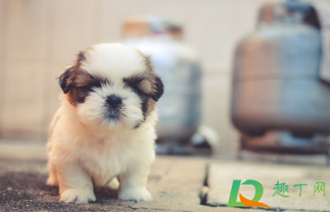 茶杯犬多少钱一只(茶杯犬多少钱一只能活多久)