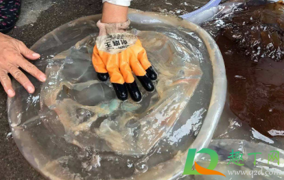 怎么看海蜇是不是假的(怎么辨别海蜇头的真假)