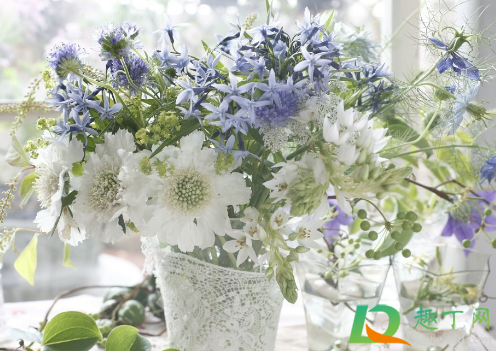 花泥养花好还是花瓶养花好(泥盆养花到底好不好)