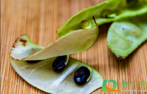 豆角种子浸泡多久最好(豆角种子催芽温水泡多久)