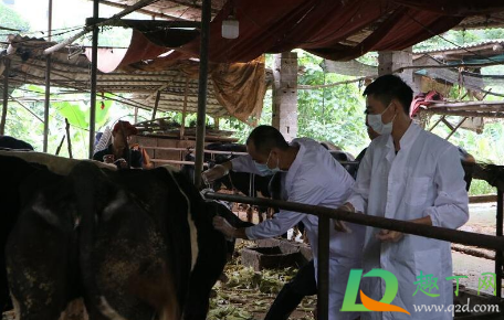 布病人与人之间传染吗(羊身上布病人与人之间传染吗)