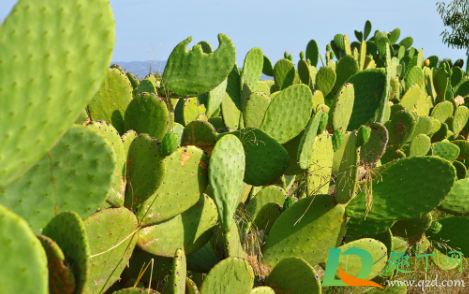 仙人掌烂根是水多了吗(仙人掌为什么烂根儿?)