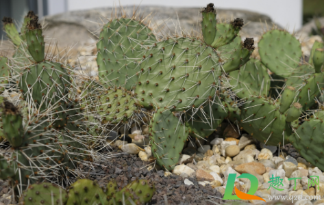 仙人掌烂根是水多了吗(仙人掌为什么烂根儿?)
