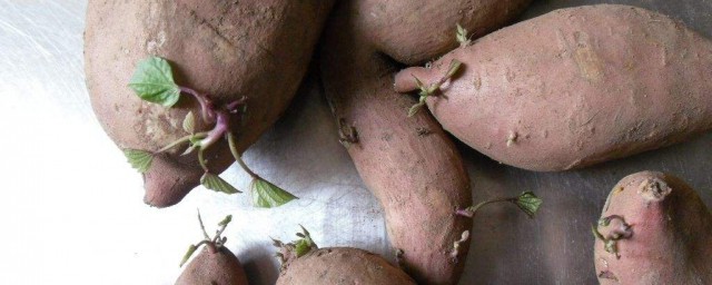 红薯发芽会产生毒素吗(红薯发芽会中毒吗)