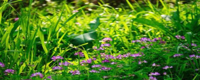 描写立春的古诗有什么(古代关于立春的诗)