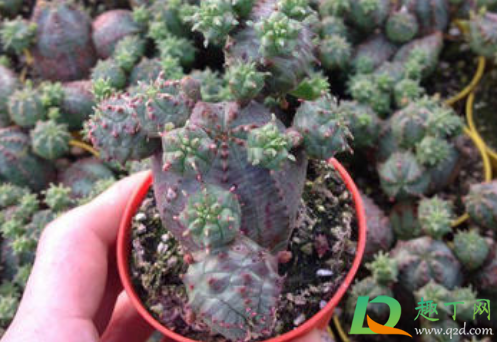 彩麒麟都是嫁接的吗(嫁接彩麒麟的养殖方法)