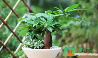 发财树叶子发黄脱落怎样挽救(水培发财树叶子发黄脱落怎样挽救)