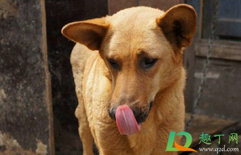 警察是否有权上门抓狗(警察有权利进门抓狗吗)