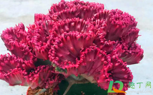 彩麒麟为什么不红了(彩麒麟蔫了)