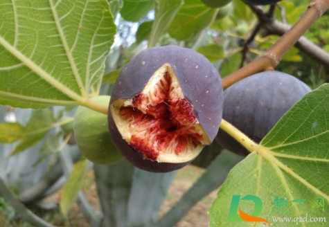 无花果结果时摘叶子吗(无花果长果后可以摘掉叶子吗?)