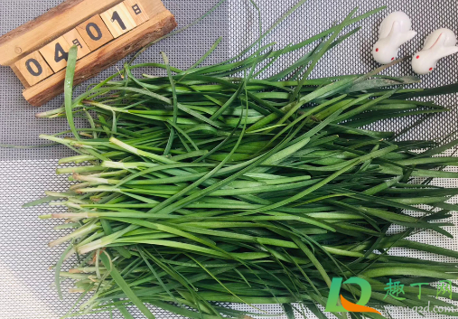 韭菜冬季可以移栽吗(韭菜初冬可以移栽)