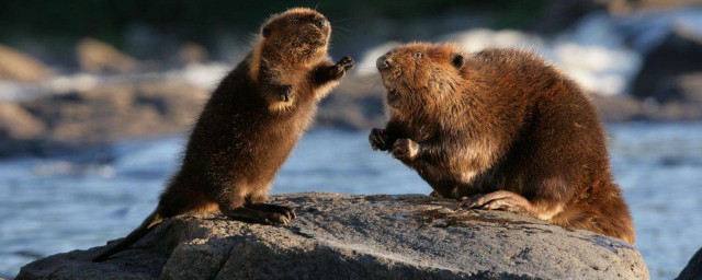 海狸多个国家都有(海狸鼠是哪个国家的)