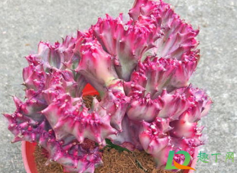 彩麒麟没有根能不能活(彩麒麟能自己生根吗)