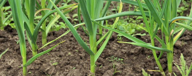 浇返青水要注意什么(浇灌返青水)