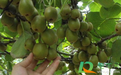 猕猴桃太硬了怎么让它变软(如何让硬的猕猴桃变软)