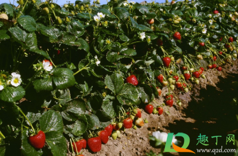 草莓什么时候走茎繁殖(草莓苗走茎什么时候长根)