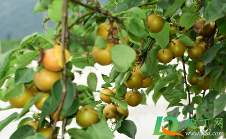 梨树黑叶怎么治(梨树叶发黑是什么病怎么治)