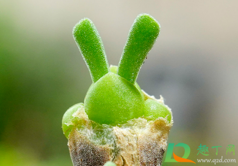 碧光环耐寒吗(碧光环夏天怎么养)