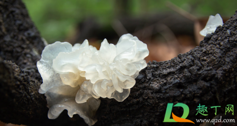 银耳怎么煮才会粘稠(银耳怎么煮才会粘稠 电饭锅)