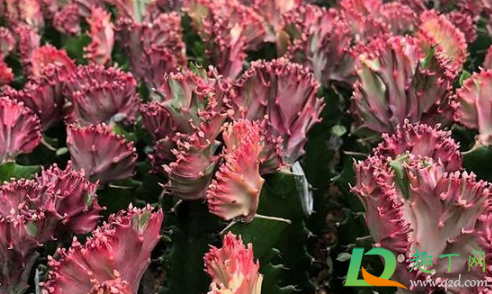 彩麒麟为什么不红了(彩麒麟蔫了)