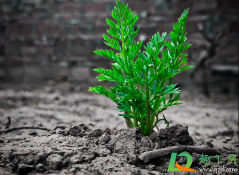 施肥烧根是什么样子(肥料严重烧根的样子)