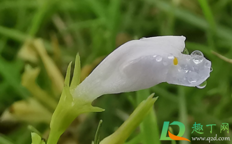 生根水直接浇土里好不(生根水能直接浇花吗)