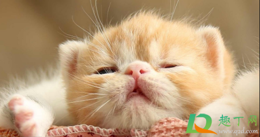 被猫抓伤出血要打针吗(被猫抓伤出血要打针吗超过24小时) 被猫抓伤出血要打针吗(被猫抓伤出血要打针吗超过24小时)