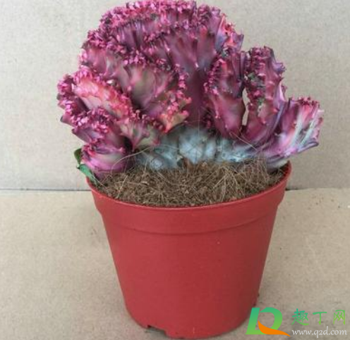 彩麒麟都是嫁接的吗(嫁接彩麒麟的养殖方法)