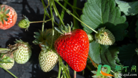草莓什么时候走茎繁殖(草莓苗走茎什么时候长根)