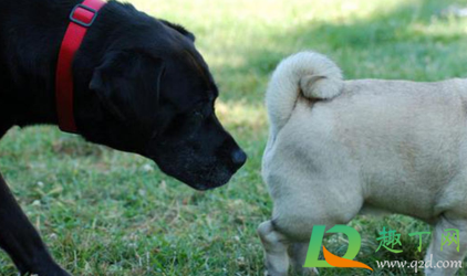 狗狗互相闻屁股的是闻什么