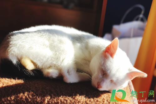 猫咪睡觉时为什么把身体蜷成团(猫咪睡觉时蜷缩成一团)