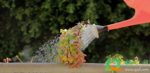 恶霉灵可以叶面喷施不(甲霜恶霉灵能叶面喷施吗) 恶霉灵可以叶面喷施不(甲霜恶霉灵能叶面喷施吗)